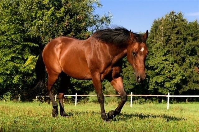 Activan la alerta sanitaria por un caso de Fiebre del Nilo en un caballo en Almonte