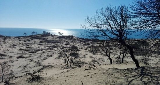 Ecologistas en Acción aprueba la restauración de la zona del incendio de Doñana pero insta a vigilar los aprovechamientos comerciales