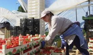 El SAE publica más de 2.000 ofertas de trabajo como peón agrícola