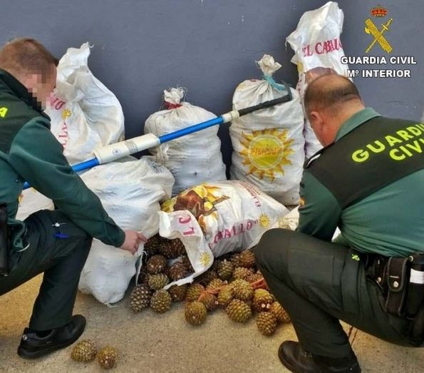 Cuatro detenidos por el hurto de 500 kilos de piñas de pino piñonero en la Sierra
