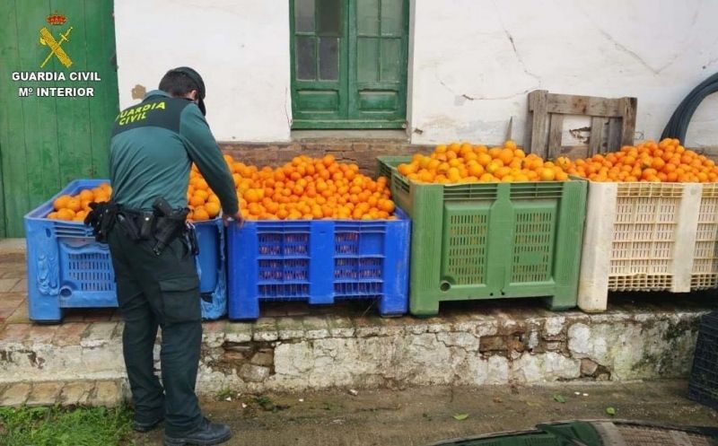 Intervienen 2.7000 kilos de naranjas que siete personas habían sustraído de una finca de Gibraleón