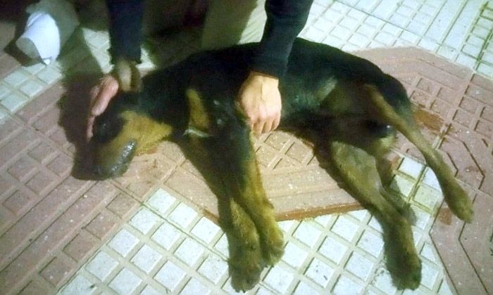 El PP alerta del envenenamiento de animales en Nerva y reclama al Ayuntamiento medidas efectivas para su protección