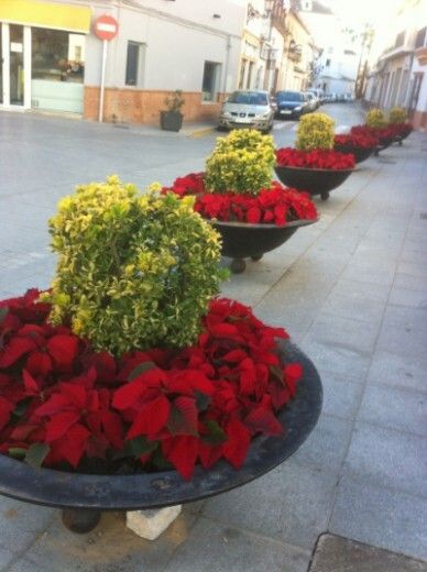 1.300 plantas de la flor de Navidad anuncian en las calles de La Palma la llegada de las fiestas