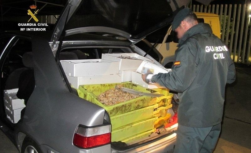 Incautados más de 10.000 kilos de pescado inmaduro en lo que va de año y levantadas 28 actas de infracción