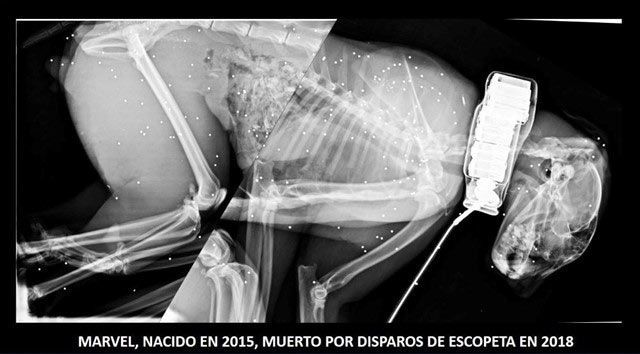 Acribillan a un lince con más de 300 plomos de escopeta