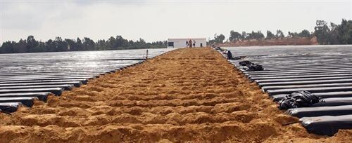 WWF critica el inicio de una nueva campaña fresera en Doñana sin la aprobación del Plan de Ordenación