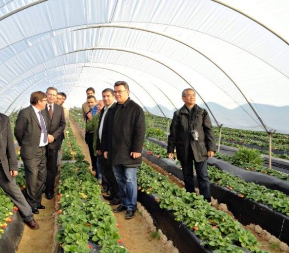 Una delegación turca visita Huelva para conocer las técnicas en experimentación y transferencia del cultivo de la fresa