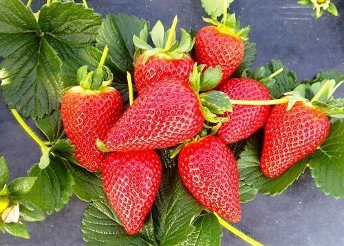 Las bajas temperaturas provocan daños en las berries y para la producción de fresa