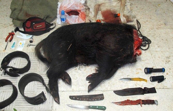 Detenidos dos furtivos mientras cazaban con perros de presa en Almonte