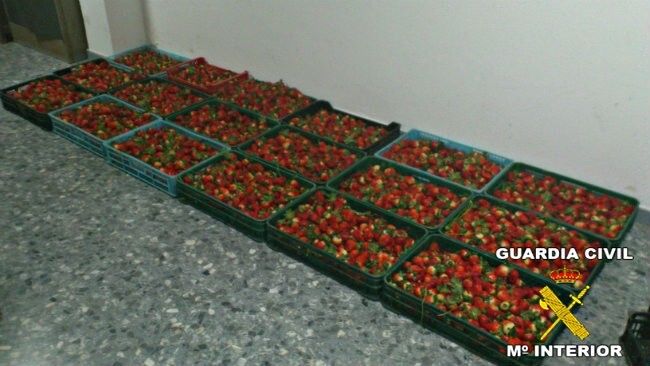 Siete detenidos por los últimos robos de fresas en explotaciones agrícolas de la provincia