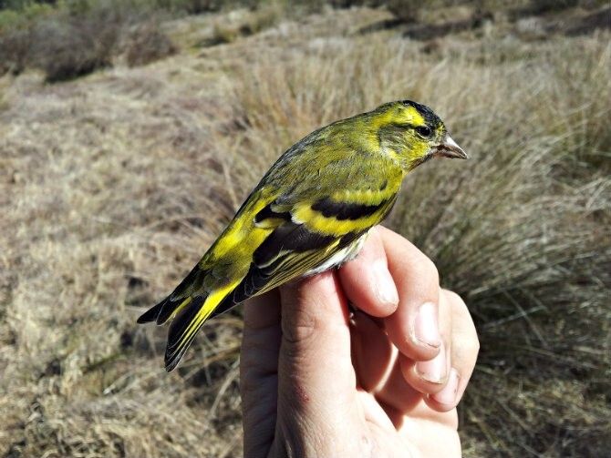 El Ayuntamiento promueve el anillamiento de aves en el Parque Moret