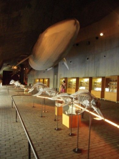 El Museo del Mundo Marino estará presente en la Feria de la Ciencia