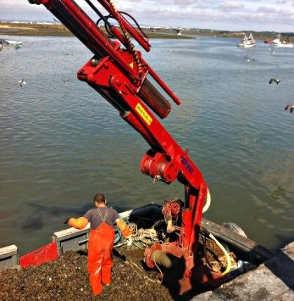 Las bateas de Isla Cristina recogen más de 7.000 kilos de mejillones