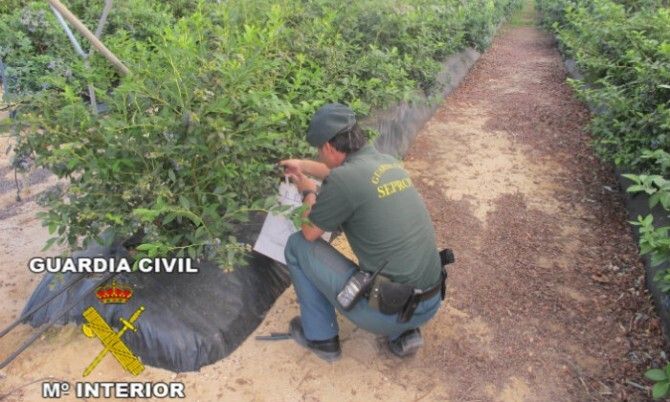 Detienen a un empresario por utilizar una variante del arándano protegido por la propiedad intelectual