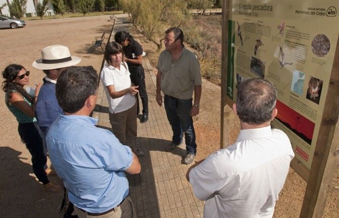 El regreso del águila pescadora