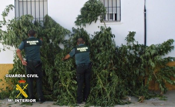 La Guardia Civil desmantela dos plantaciones de marihuana en Calañas y Paterna del Campo
