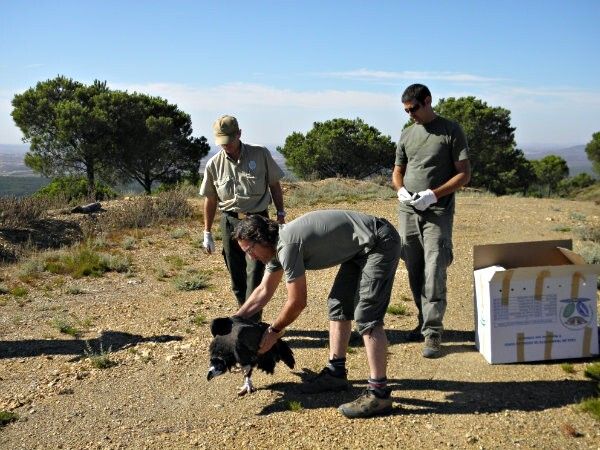 La Junta reinserta en Sierra Pelada un buitre negro rehabilitado en el CREA Marismas del Odiel