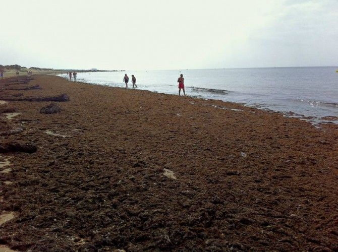 Nueva invasión de algas en las playas onubenses