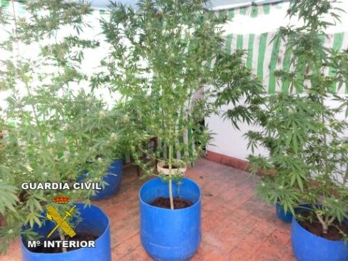 La Guardia Civil aprehende 67 kilos de marihuana en seis pequeñas plantaciones