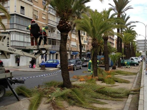 El Ayuntamiento adelanta la campaña de poda de palmeras