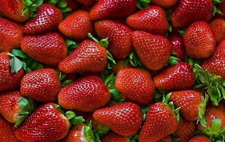 La fase de plantación de la fresa ha contado con unas 5.000 personas de mano de obra