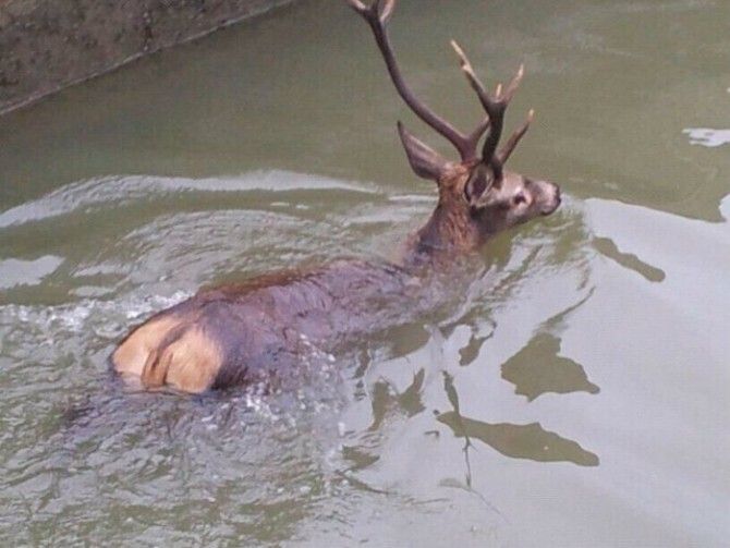 Denuncian la muerte de cientos de animales atrapados en canales de agua