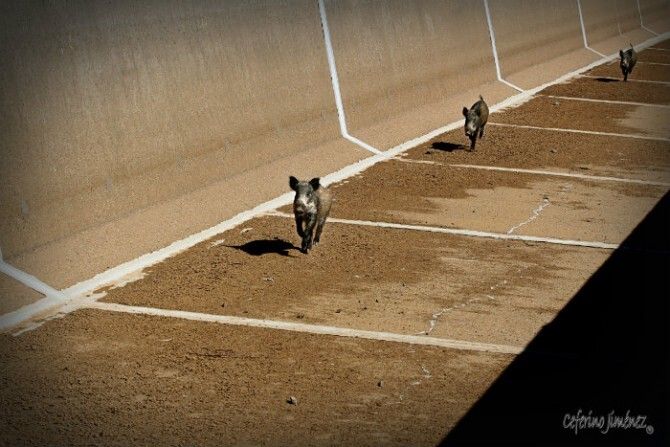 Denuncian la muerte de cientos de animales atrapados en canales de agua