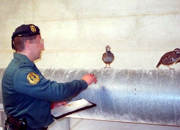 La Guardia Civil desmantela una granja cinegética que enviaba ilegalmente perdices a la provincia de Huelva