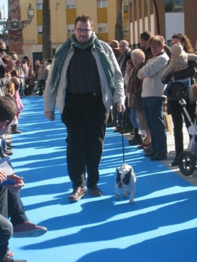 La Plaza Doce de Octubre se convierte en una pasarela canina