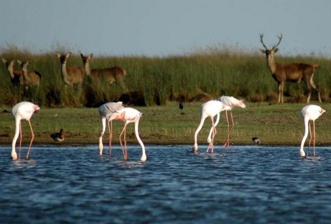 El Ministerio dice 'sí' a la renovación del gasoducto en Doñana