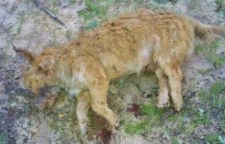 El Observatorio Justicia y Defensa Animal exige una investigación por la 'desproporcionada' matanzas de perros