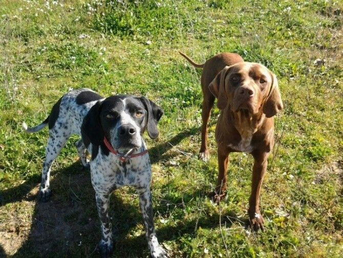 Buscan padrinos para los perros rescatados de la zona de batida en Punta Umbría