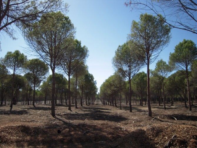 El Ayuntamiento acusa a la Junta de obstaculizar la generación de empleo verde en Almonte