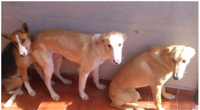Manifestación el 1 de marzo ante el Ayuntamiento de Punta Umbría por las batidas contra perros