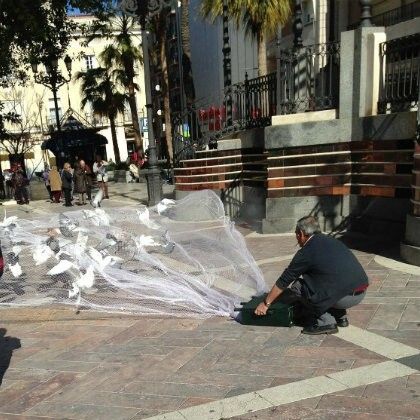 Retiran 400 palomas de las calles de la capital