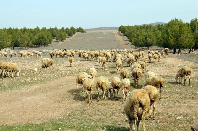El plan Infoca contará este año con la participación de 228 pastores