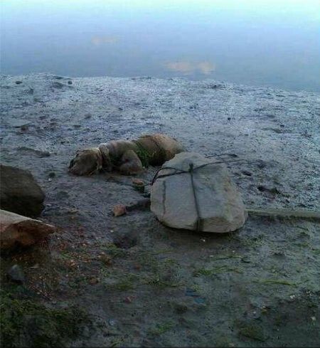 Detienen al dueño de un perro al que dejó amarrado a una piedra para que muriera ahogado en la playa