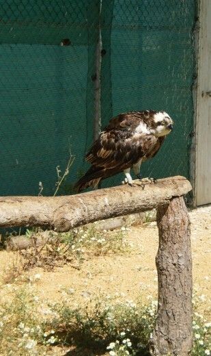 La Junta libera a un águila pescadora tras recuperarla en el ‘hospital’ de Marismas del Odiel