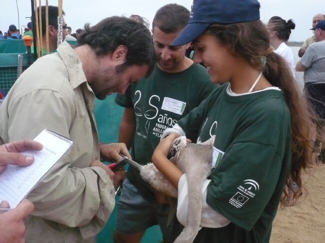 Las marismas del Odiel acogen el sábado el anillamiento de unos 500 pollos de flamenco