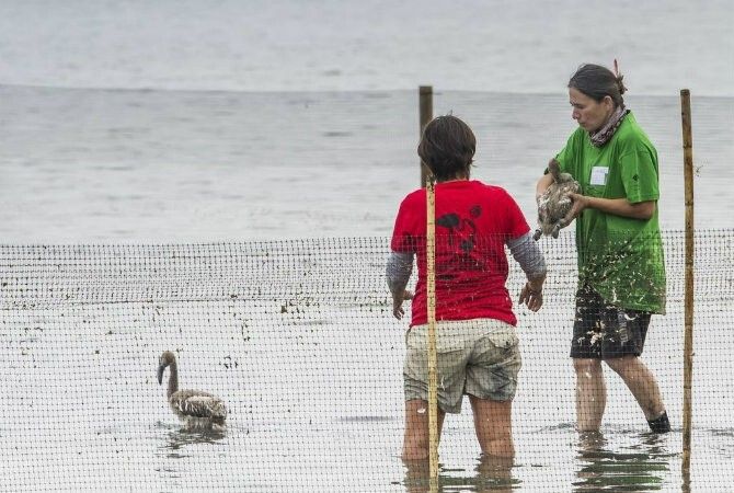 Anillan a unos 500 pollos de flamenco  rosa en Marismas del Odiel