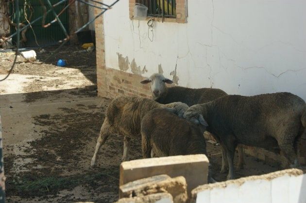 El PSOE exige a la alcaldesa de Valverde que dé una solución al ganado ilegal del antiguo matadero municipal