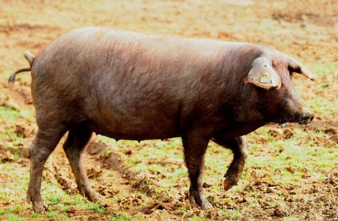 La Diputación desarrolla un proyecto de cruce de caracteres de cerdo ibérico para fijar su pureza
