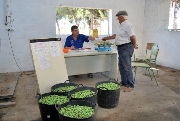 El Ayuntamiento de Hinojos toma medidas de control en la venta ilegal y robos de aceitunas