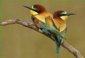 La fauna del parque Moret