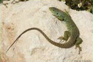 La fauna del parque Moret