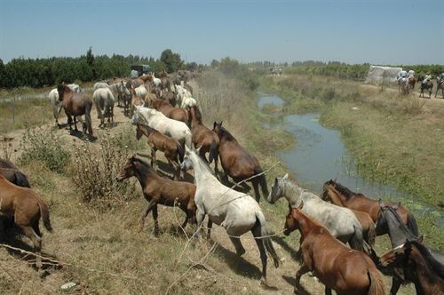 Un remodelado recinto ganadero acogerá más de 1.000 cabezas de ganado en la 'Saca de Yeguas'