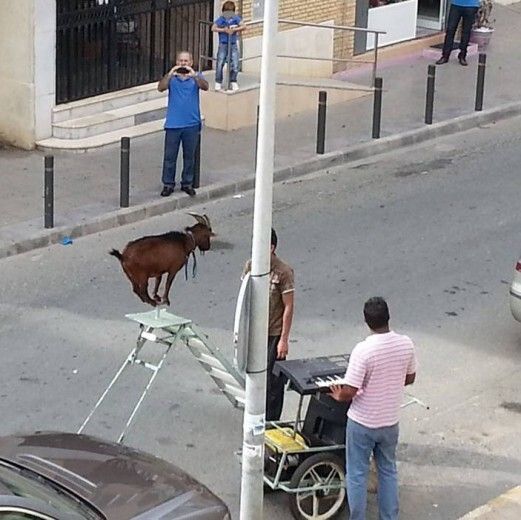 La cabra y la escalera