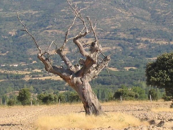 Foro del Encinal pide a Cañete que incluya el hongo causante de la seca en el catálogo de especies invasoras