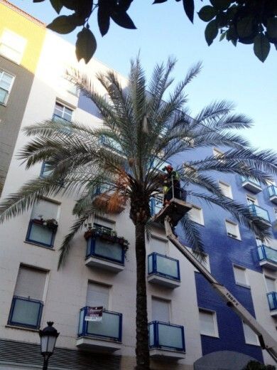El Ayuntamiento poda las palmeras más sensibles al picudo rojo