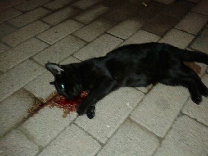 Denuncian la muerte a golpes de un gato en Huelva y de un perro a puñaladas en Moguer